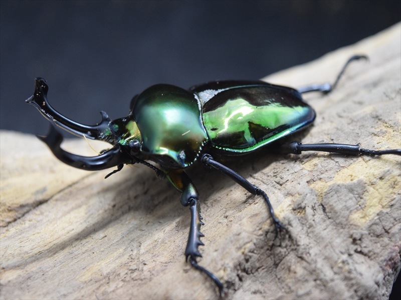 ニジイロクワガタ　美品 楽天市場】世界で最も美しいクワガタ【DDA】ニジイロクワガタ 成虫