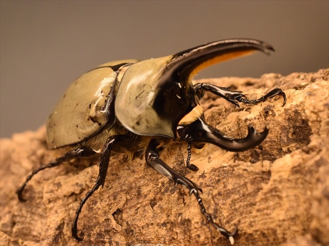即ブリ可】グラントシロカブト75mmペア | 外国産カブトムシ 成虫 | 極 即ブリ可】グラントシロカブト75mmペア | 外国産カブトムシ 成虫 | 極