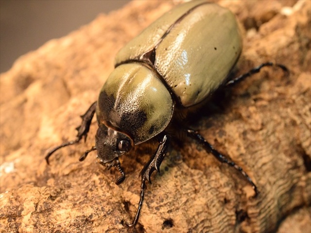 即ブリ可】グラントシロカブト75mmペア | 外国産カブトムシ 成虫 | 極