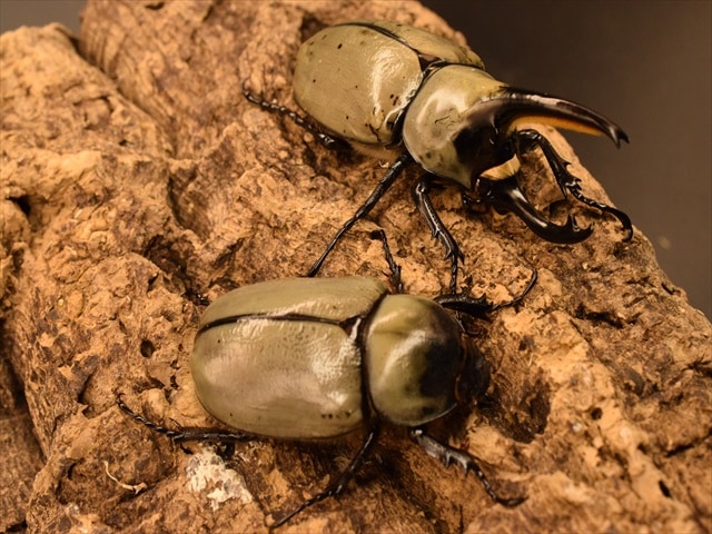 即ブリ可】グラントシロカブト75mmペア | 外国産カブトムシ 成虫 | 極