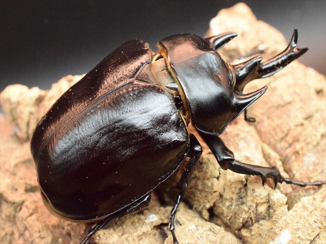 【アクティオンゾウカブトムシ】 アクティオン標本 　昆虫セット　オスメスペア アクティオン（レックス）ゾウカブト ♂110 ペア