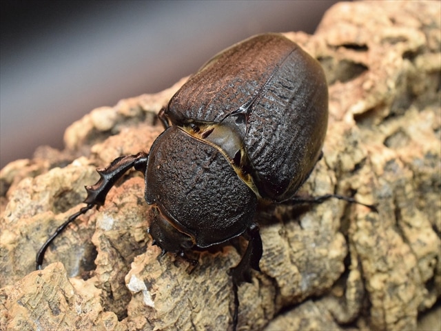 【アクティオンゾウカブトムシ】 アクティオン標本 　昆虫セット　オスメスペア 大型ペア】アクティオンゾウカブト（アクタエオンゾウカブト