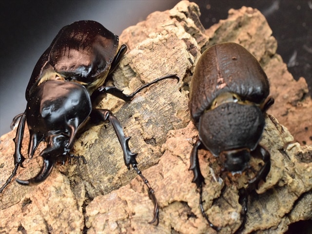 大型ペア】アクティオンゾウカブト（アクタエオンゾウカブト