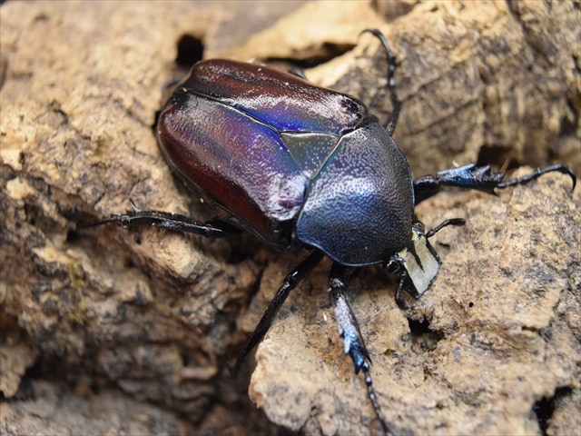 大型新成虫】シロヘリミドリツノカナブンペア | カナブン、コガネムシ