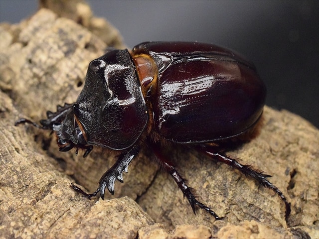 【新成虫】ケンタウルスミツノカブト55mmペア