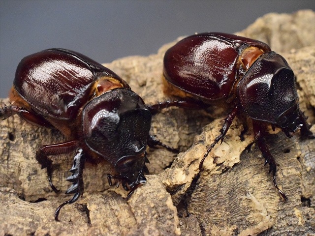 【新成虫】ケンタウルスミツノカブト55mmペア