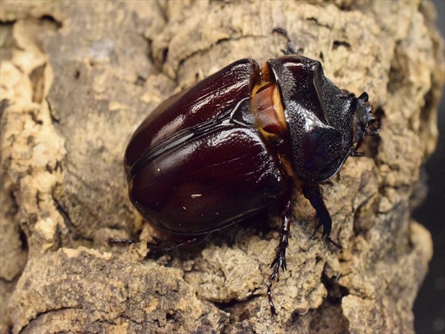 【新成虫】ケンタウルスミツノカブト55mmペア