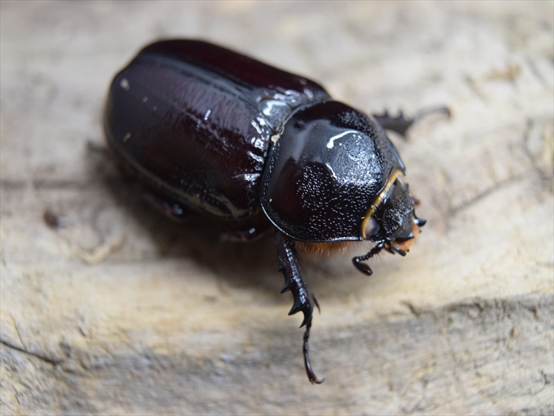 スリナムミツノカブト成虫40ｍｍペア【ホワイトアイ血統】