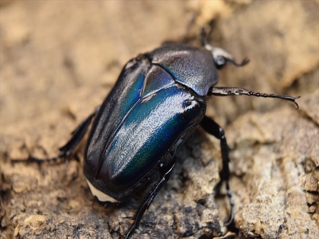 新成虫】シロヘリミドリツノカナブンペア | カナブン、コガネムシ