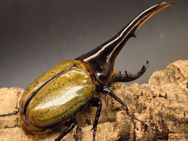 新成虫】ヘラクレス・ヘラクレス165mmペア | 外国産カブトムシ