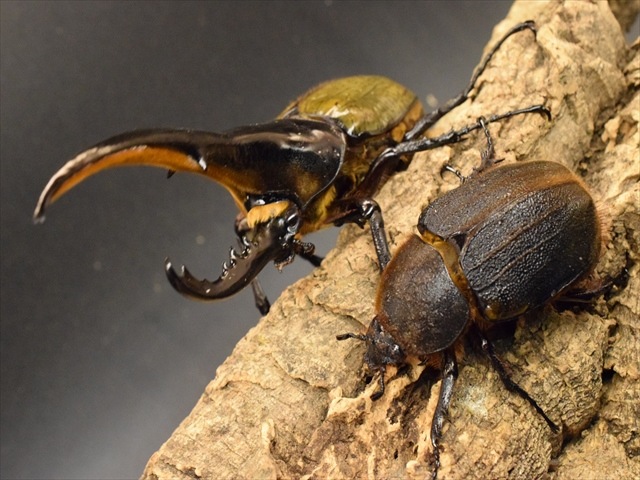 ヘラクレスヘラクレス
ブルー系標本 ヘラクレスオオカブト_ヘラクレス ヘラクレス – HAWAIIAN BEETLE