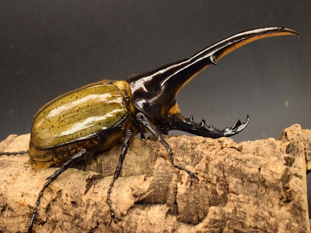 新成虫】ヘラクレス・ヘラクレス165mmペア | 外国産カブトムシ 成虫 | 極