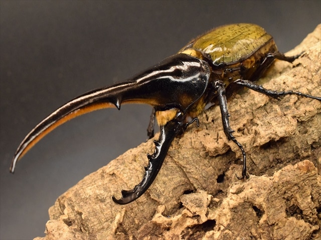 新成虫】ヘラクレス・ヘラクレス165mmペア | 外国産カブトムシ