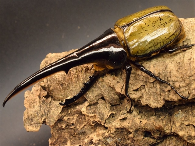ヘラクレスヘラクレス
ブルー系標本 新成虫】ヘラクレス・ヘラクレス165mmペア | 外国産カブトムシ