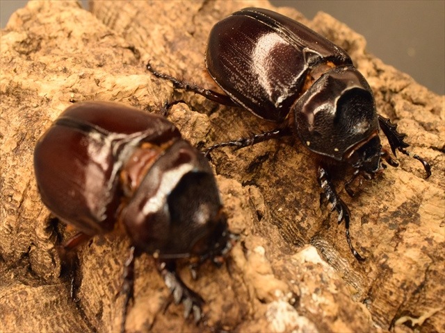 【即ブリ可】ケンタウルスミツノカブト50mmペア