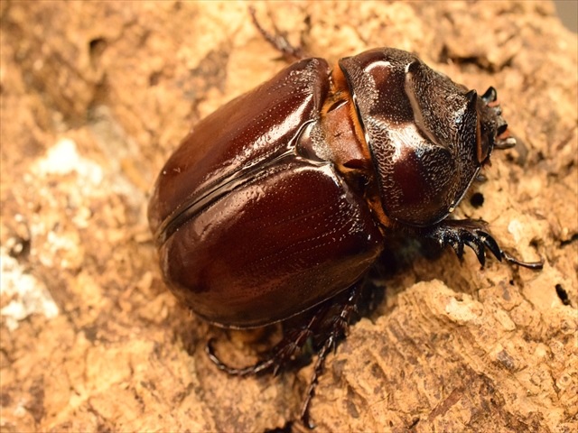 【即ブリ可】ケンタウルスミツノカブト50mmペア