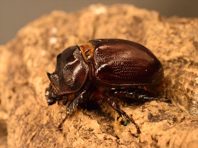 【即ブリ可】ケンタウルスミツノカブト50mmペア