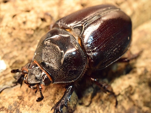 【即ブリ可】ケンタウルスミツノカブト50mmペア