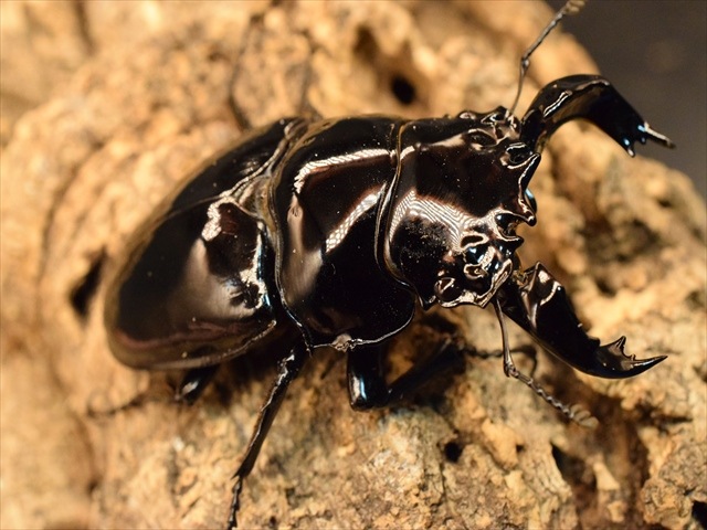 タランドゥス（タランドス）オオツヤクワガタ71mm成虫ペア | 外国産