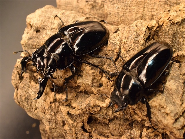 タランドゥス（タランドス）オオツヤクワガタ71mm成虫ペア | 外国産