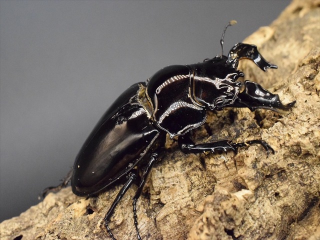 タランドゥス（タランドス）オオツヤクワガタ76mm成虫ペア | 外国産 