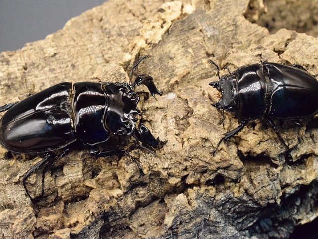 タランドゥス（タランドス）オオツヤクワガタ76mm成虫ペア | 外国産 