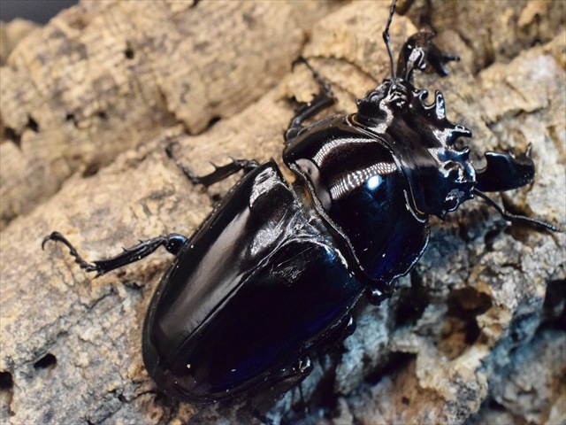 タランドゥス（タランドス）オオツヤクワガタ76mm成虫ペア | 外国産 