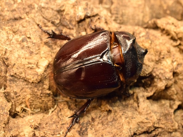 【即ブリ可】ケンタウルスミツノカブト56mmペア