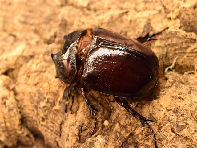 【即ブリ可】ケンタウルスミツノカブト56mmペア