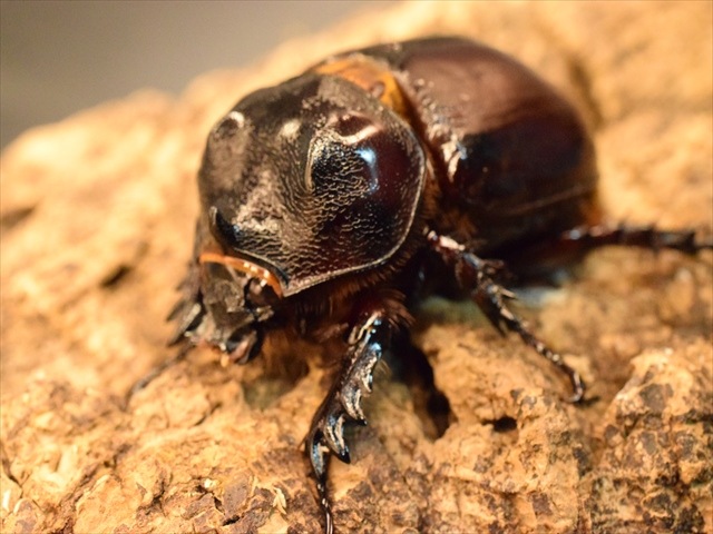 【即ブリ可】ケンタウルスミツノカブト56mmペア