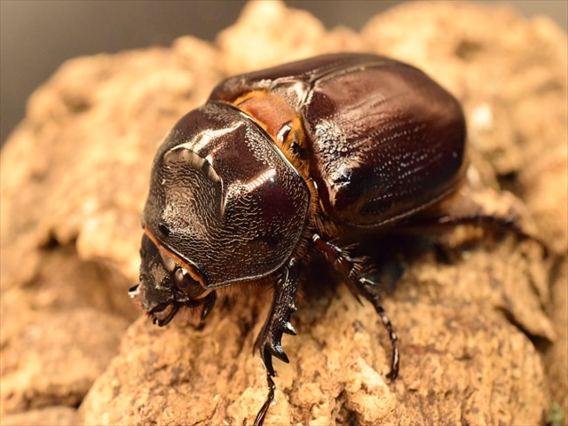 【即ブリ可】ケンタウルスミツノカブト56mmペア