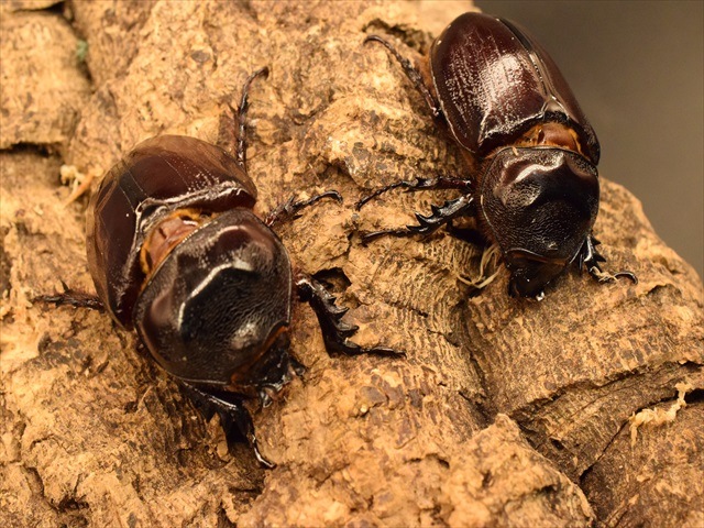 【即ブリ可】ケンタウルスミツノカブト56mmペア