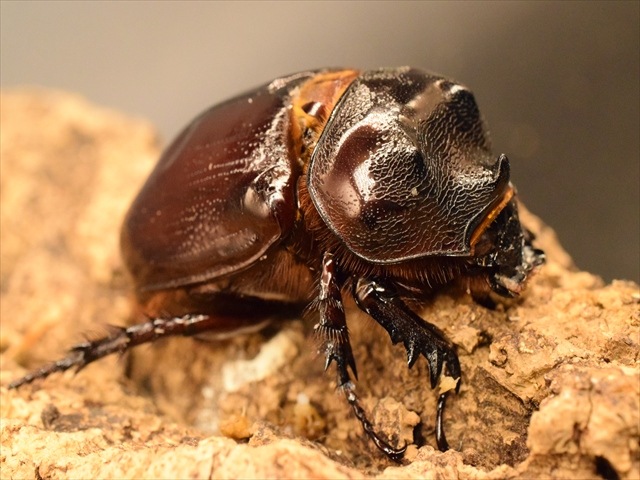 【即ブリ可】ケンタウルスミツノカブト56mmペア