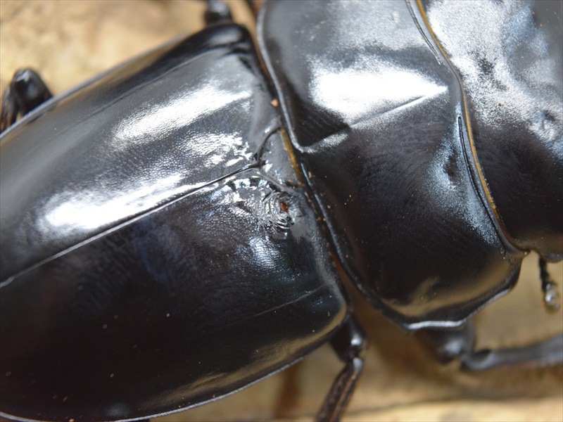 新成虫】ブータンアンタエウスオオクワガタ76mm↑成虫ペア