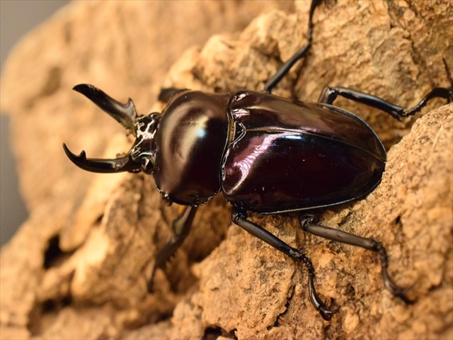 パープル血統】ニジイロクワガタ43mm爆産セット | 外国産クワガタ