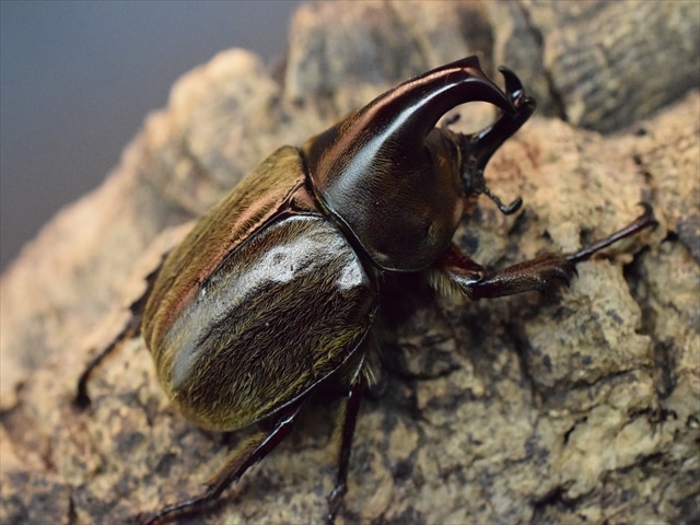 【♂単品】ケブカヒメカブト48mm