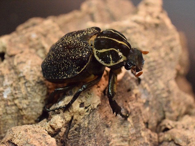 【♀単品】インカツノコガネ45ｍｍ