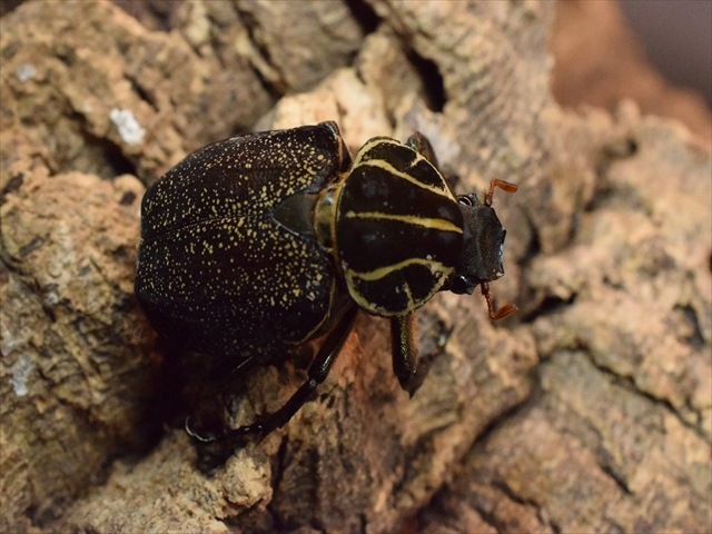 【♀単品】インカツノコガネ45ｍｍ