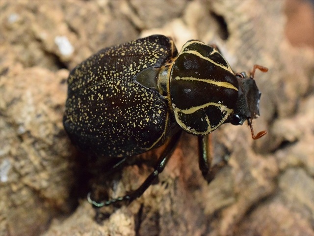 【♀単品】インカツノコガネ45ｍｍ