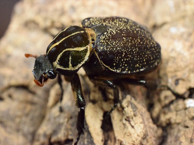 【♀単品】インカツノコガネ45ｍｍ