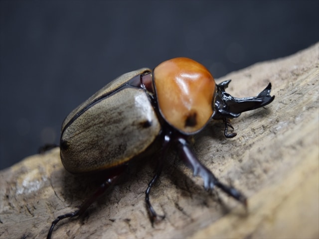即ブリ】ヨツボシヒナカブト【ペア】 | 外国産カブトムシ 成虫 | 極