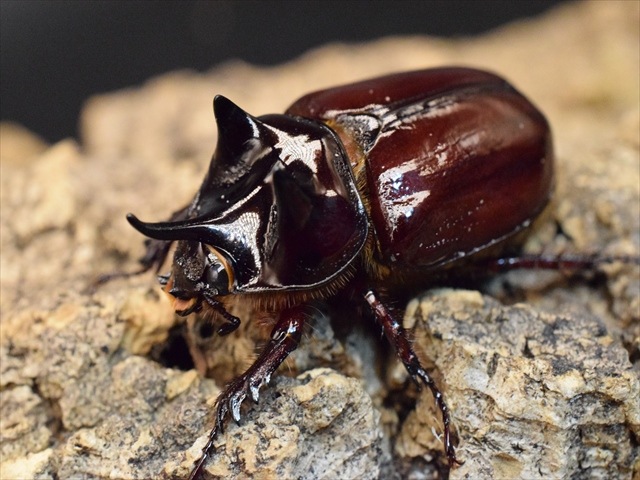 スリナムミツノカブト成虫38ｍｍペア