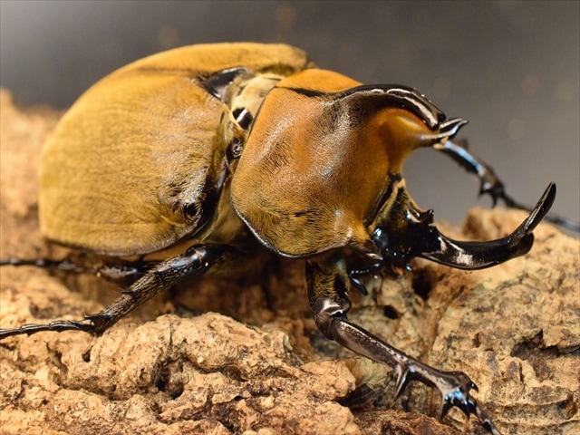 大型ペア】ギアスルンバッシャー【新成虫】 | 外国産カブトムシ 成虫 | 極