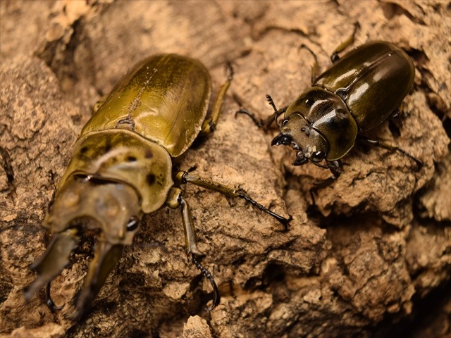 insectbase)ババオウゴンオニ♂65アップ♀フリーペア‼️