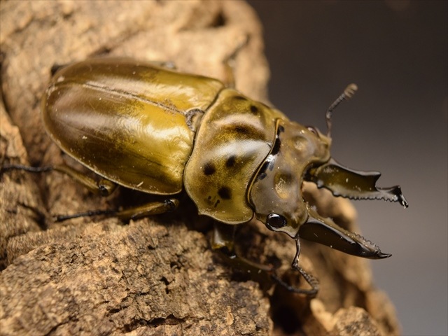 insectbase)ババオウゴンオニ♂65アップ♀フリーペア‼️