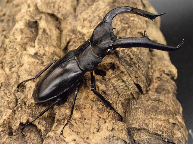 大型】マンディブラリスフタマタクワガタ（ボルネオ島産）95mm