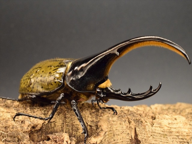 美形】ヘラクレス・ヘラクレス133mmペア | 外国産カブトムシ 成虫 | 極