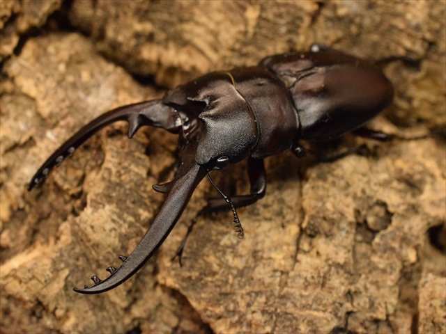 新成虫】レニノコギリクワガタ57mmペア | すべての商品 | 極