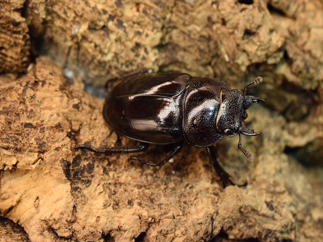 新成虫】レニノコギリクワガタ57mmペア | すべての商品 | 極