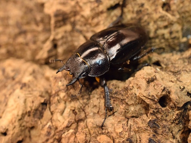 新成虫】レニノコギリクワガタ57mmペア | すべての商品 | 極